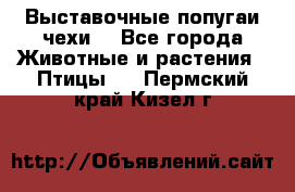 Выставочные попугаи чехи  - Все города Животные и растения » Птицы   . Пермский край,Кизел г.